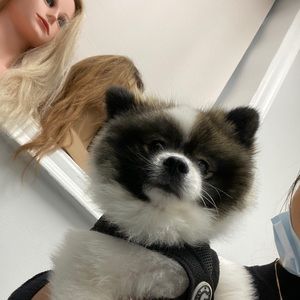 Meet your Posher, Pokiza